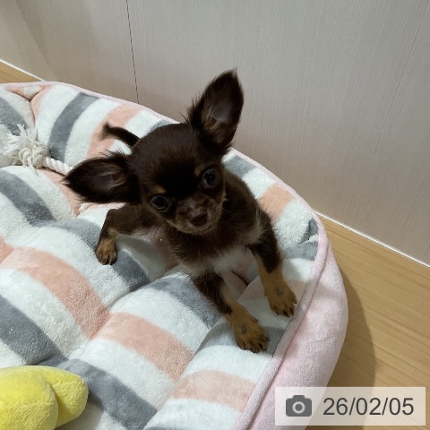 愛知県のチワワ(ロング) (ペットプラス ナゴヤドーム前店/2025年10月29日生まれ/男の子/チョコレートタン)の子犬の4枚目の画像