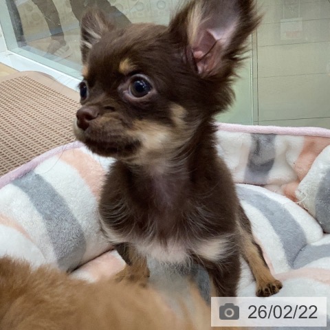 三重県のチワワ(ロング) (ペットプラス 四日市泊店/2025年10月29日生まれ/男の子/チョコレートタン)の子犬の4枚目の画像