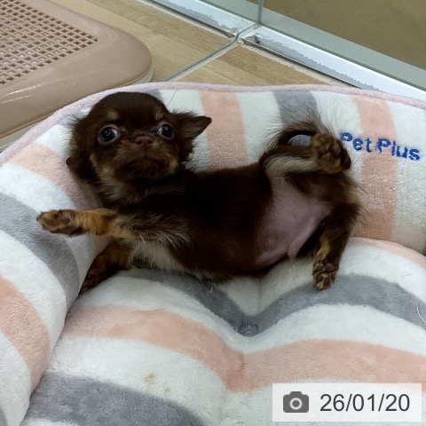 愛知県のチワワ(ロング) (ペットプラス mozoワンダーシティ店/2025年10月29日生まれ/男の子/チョコレートタン)の子犬の3枚目の画像