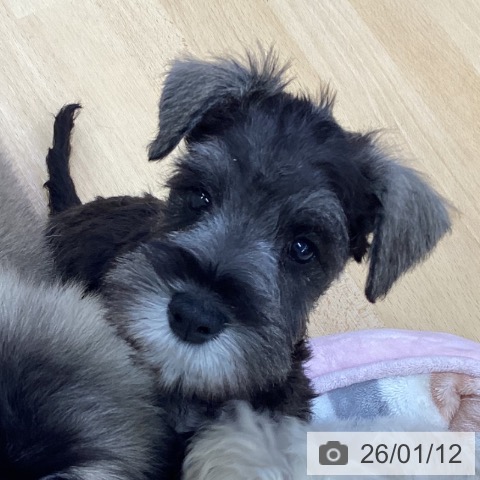 三重県のミニチュアシュナウザー (ペットプラス 津南店/2025年11月5日生まれ/男の子/ソルトペッパー)の子犬の4枚目の画像