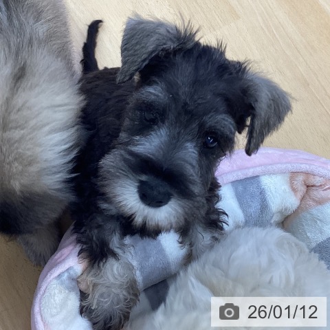 三重県のミニチュアシュナウザー (ペットプラス 津南店/2025年11月5日生まれ/男の子/ソルトペッパー)の子犬の3枚目の画像