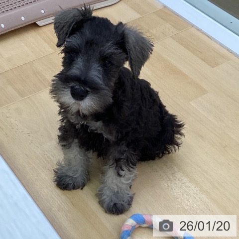 三重県のミニチュアシュナウザー (ペットプラス 津南店/2025年11月5日生まれ/男の子/ソルトペッパー)の子犬の3枚目の画像