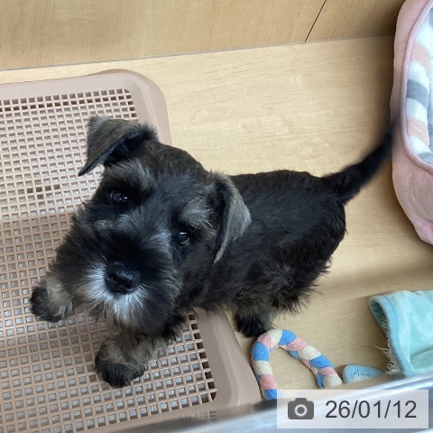 愛知県のミニチュアシュナウザー (ペットプラス 千種店/2025年11月5日生まれ/男の子/ソルトペッパー)の子犬の3枚目の画像