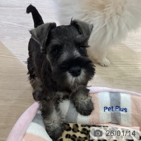 ミニチュア・シュナウザーの写真