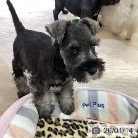 富山県のミニチュアシュナウザー (ペットプラス 高岡店/2025年11月5日生まれ/女の子/ソルトペッパー)の子犬の4枚目の画像