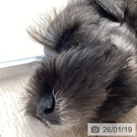 ミニチュア・シュナウザーの写真