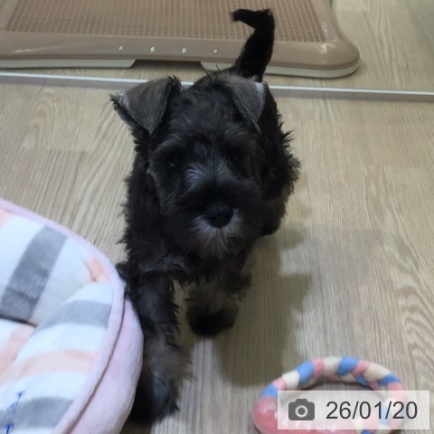 富山県のミニチュアシュナウザー (ペットプラス 高岡店/2025年11月5日生まれ/女の子/ソルトペッパー)の子犬の4枚目の画像