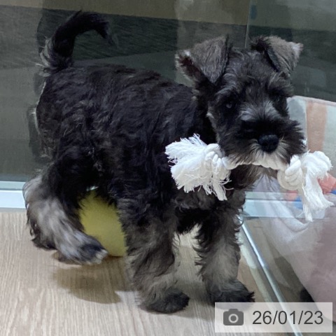 富山県のミニチュアシュナウザー (ペットプラス 高岡店/2025年11月5日生まれ/女の子/ソルトペッパー)の子犬の3枚目の画像