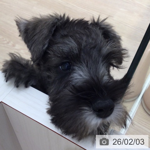 富山県のミニチュアシュナウザー (ペットプラス となみ店/2025年11月5日生まれ/女の子/ソルトペッパー)の子犬の4枚目の画像