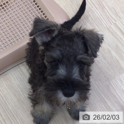 富山県のミニチュアシュナウザー (ペットプラス となみ店/2025年11月5日生まれ/女の子/ソルトペッパー)の子犬の3枚目の画像