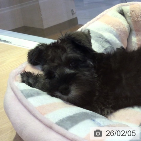 富山県のミニチュアシュナウザー (ペットプラス となみ店/2025年11月5日生まれ/女の子/ソルトペッパー)の子犬の3枚目の画像