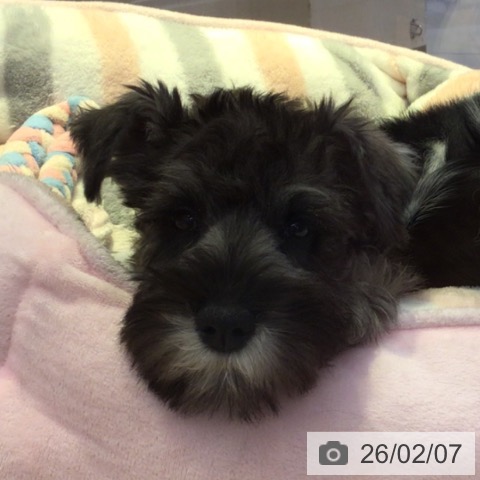 富山県のミニチュアシュナウザー (ペットプラス となみ店/2025年11月5日生まれ/女の子/ソルトペッパー)の子犬の4枚目の画像