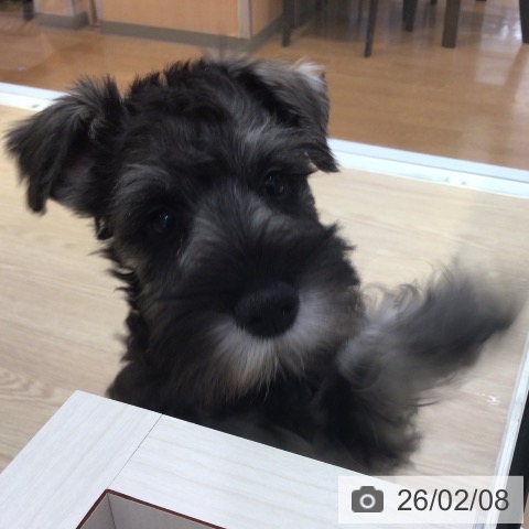 富山県のミニチュアシュナウザー (ペットプラス となみ店/2025年11月5日生まれ/女の子/ソルトペッパー)の子犬の3枚目の画像