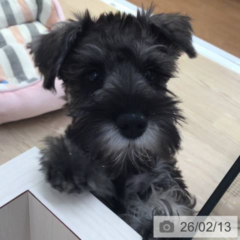 富山県のミニチュアシュナウザー (ペットプラス となみ店/2025年11月5日生まれ/女の子/ソルトペッパー)の子犬の4枚目の画像