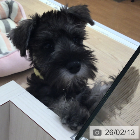 富山県のミニチュアシュナウザー (ペットプラス となみ店/2025年11月5日生まれ/女の子/ソルトペッパー)の子犬の3枚目の画像