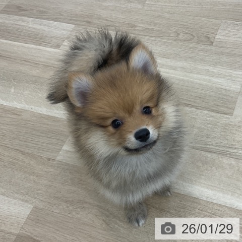 ポメラニアンの写真