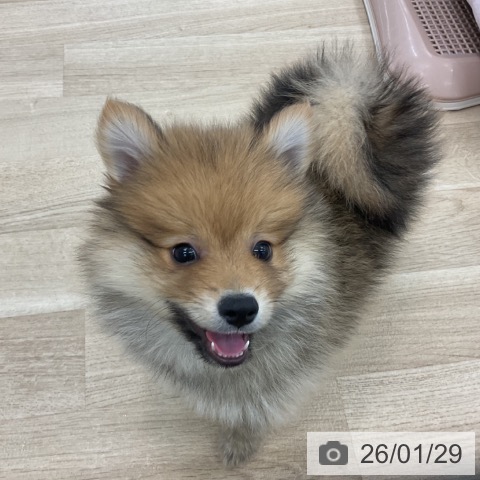 ポメラニアンの写真