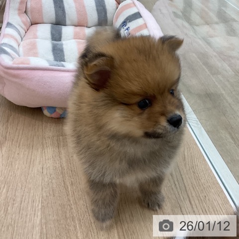 愛知県のポメラニアン (ペットプラス みなと店/2025年11月9日生まれ/男の子/オレンジ)の子犬の4枚目の画像