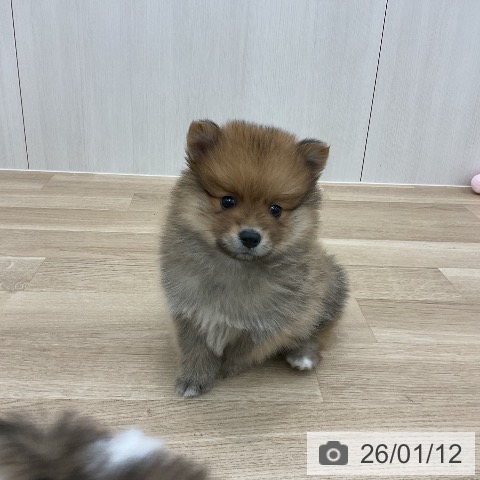 愛知県のポメラニアン (ペットプラス みなと店/2025年11月9日生まれ/男の子/オレンジ)の子犬の3枚目の画像