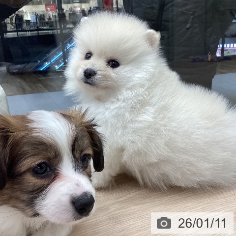 石川県のポメラニアン (ペットプラス 白山店/2025年11月9日生まれ/男の子/クリーム)の子犬の3枚目の画像