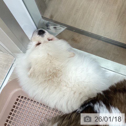 ポメラニアンの写真