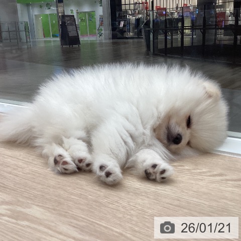 石川県のポメラニアン (ペットプラス 白山店/2025年11月9日生まれ/男の子/クリーム)の子犬の4枚目の画像