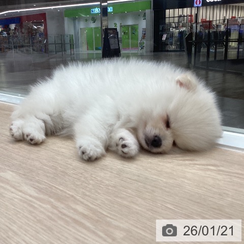 ポメラニアンの写真