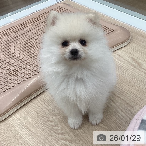 ポメラニアンの写真