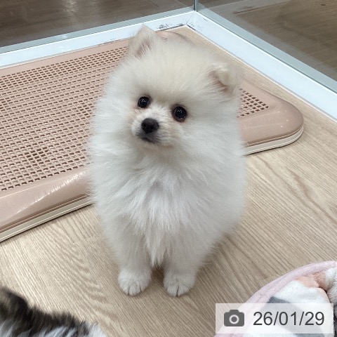 ポメラニアンの写真