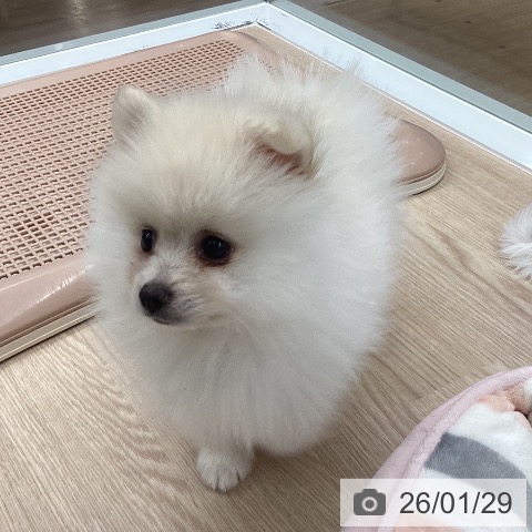 ポメラニアンの写真