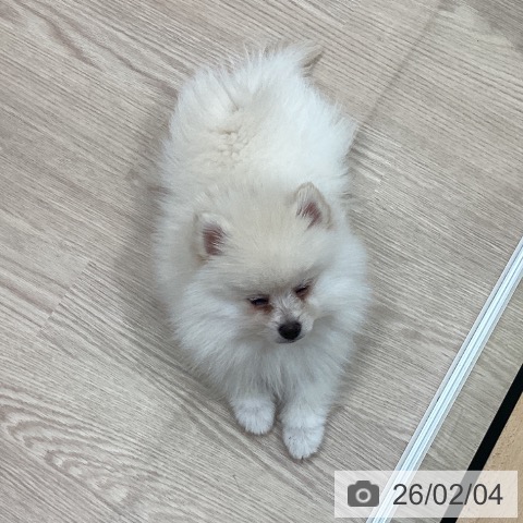 ポメラニアンの写真
