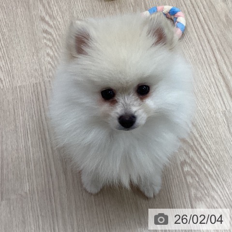 ポメラニアンの写真