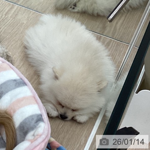 ポメラニアンの写真