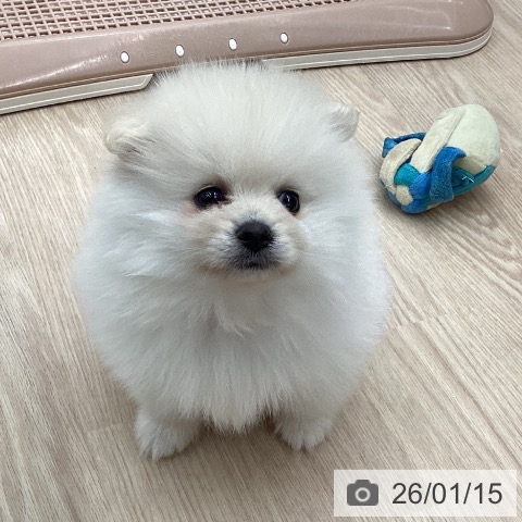 石川県のポメラニアン (ペットプラス 白山店/2025年11月9日生まれ/男の子/クリーム)の子犬の3枚目の画像