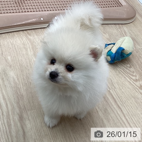 石川県のポメラニアン (ペットプラス かほく店/2025年11月9日生まれ/男の子/クリーム)の子犬の3枚目の画像