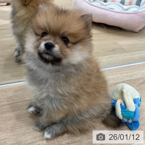 愛知県のポメラニアン (ペットプラス 熱田店/2025年11月9日生まれ/女の子/オレンジ)の子犬の4枚目の画像