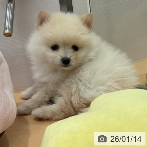 愛知県のポメラニアン (ペットプラス 名古屋茶屋店/2025年11月9日生まれ/男の子/クリーム)の子犬の3枚目の画像