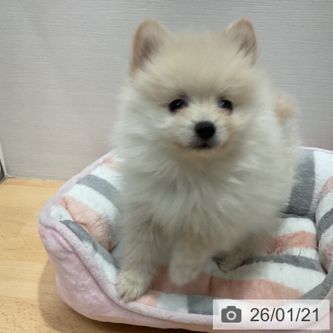 愛知県のポメラニアン (ペットプラス 名古屋茶屋店/2025年11月9日生まれ/男の子/クリーム)の子犬の4枚目の画像