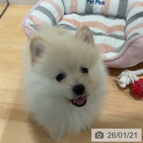 愛知県のポメラニアン (ペットプラス 名古屋茶屋店/2025年11月9日生まれ/男の子/クリーム)の子犬の3枚目の画像