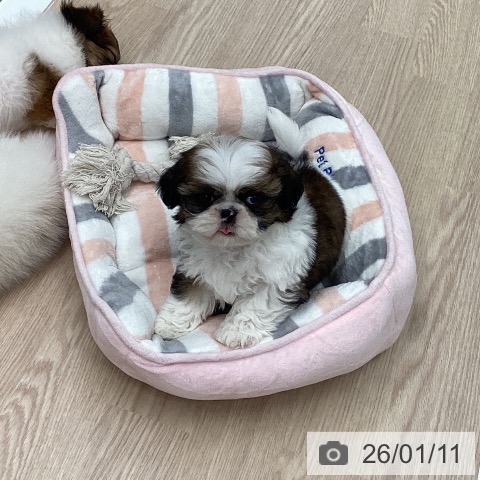 石川県のシーズー (ペットプラス 白山店/2025年11月10日生まれ/男の子/ゴールドホワイト)の子犬の4枚目の画像