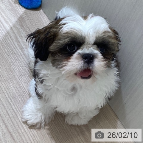 富山県のシーズー (ペットプラス 高岡店/2025年11月10日生まれ/男の子/ゴールドホワイト)の子犬の4枚目の画像