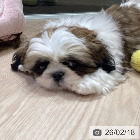 富山県のシーズー (ペットプラス 高岡店/2025年11月10日生まれ/男の子/ゴールドホワイト)の子犬の4枚目の画像