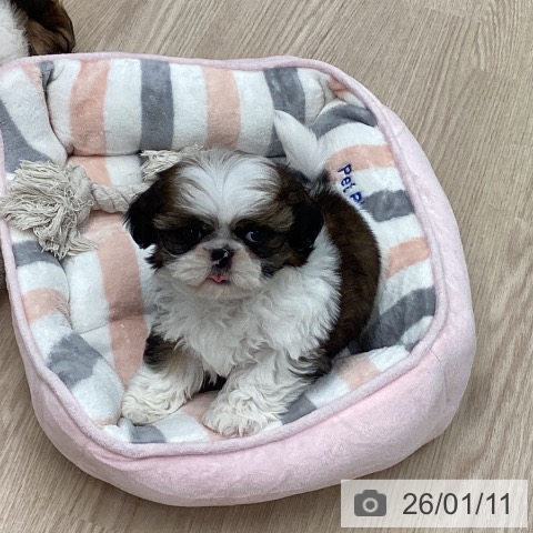 石川県のシーズー (ペットプラス 白山店/2025年11月10日生まれ/男の子/ゴールドホワイト)の子犬の3枚目の画像