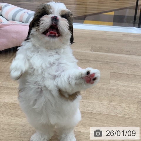 岐阜県のシーズー (ペットプラス 光ケ丘店/2025年11月10日生まれ/女の子/ゴールドホワイト)の子犬の4枚目の画像