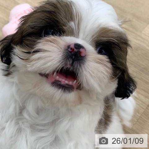 岐阜県のシーズー (ペットプラス 光ケ丘店/2025年11月10日生まれ/女の子/ゴールドホワイト)の子犬の4枚目の画像