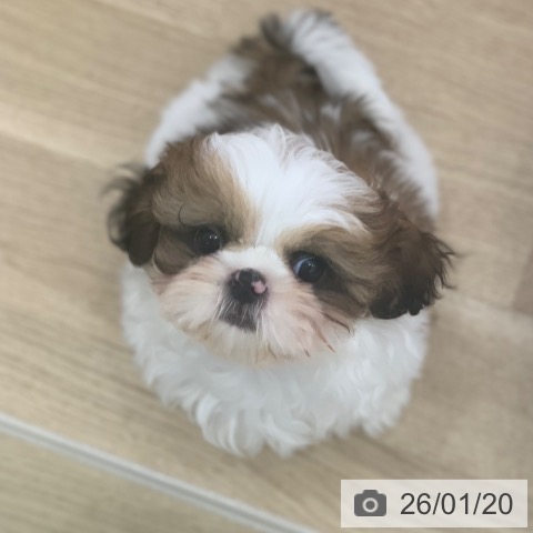 岐阜県のシーズー (ペットプラス 光ケ丘店/2025年11月10日生まれ/女の子/ゴールドホワイト)の子犬の4枚目の画像