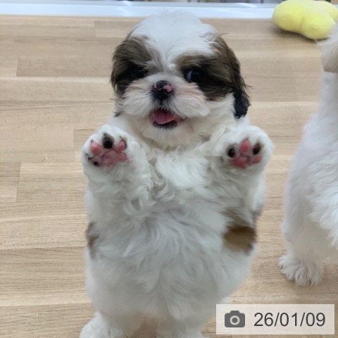 岐阜県のシーズー (ペットプラス 光ケ丘店/2025年11月10日生まれ/女の子/ゴールドホワイト)の子犬の3枚目の画像