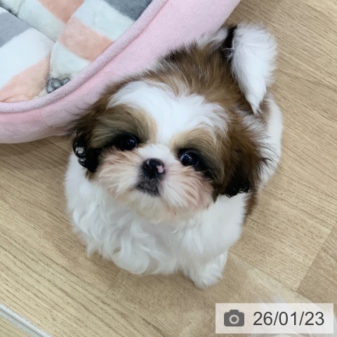 岐阜県のシーズー (ペットプラス 光ケ丘店/2025年11月10日生まれ/女の子/ゴールドホワイト)の子犬の3枚目の画像