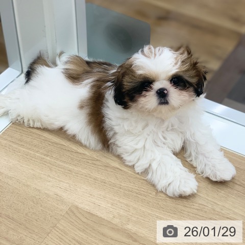 岐阜県のシーズー (ペットプラス 光ケ丘店/2025年11月10日生まれ/女の子/ゴールドホワイト)の子犬の4枚目の画像