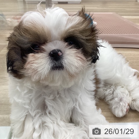 岐阜県のシーズー (ペットプラス 光ケ丘店/2025年11月10日生まれ/女の子/ゴールドホワイト)の子犬の3枚目の画像